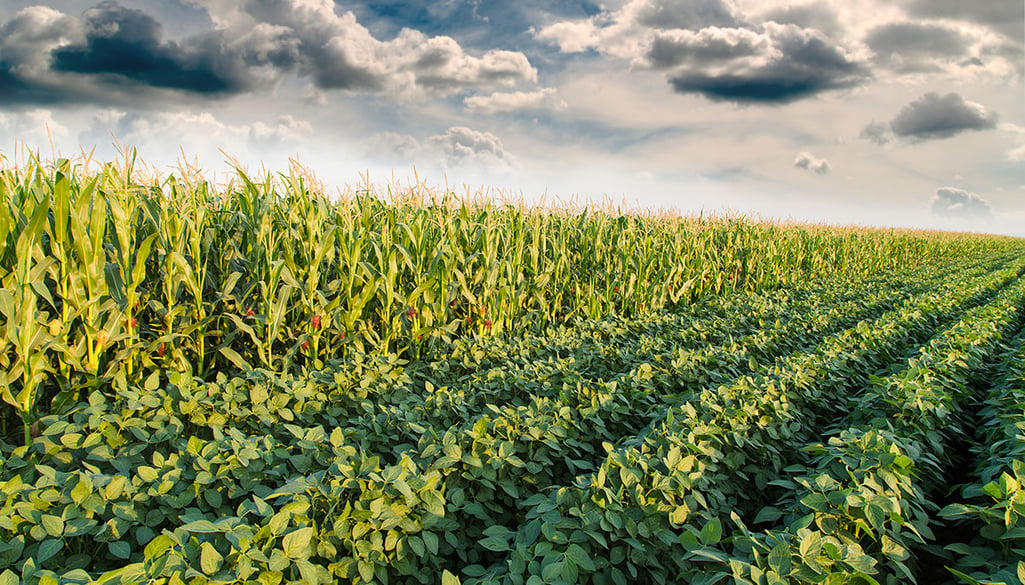 corn-soybean-blog-post.jpg