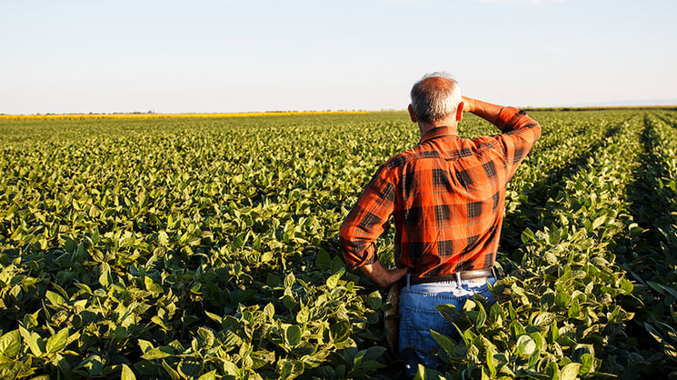 Farmer Surveying Field