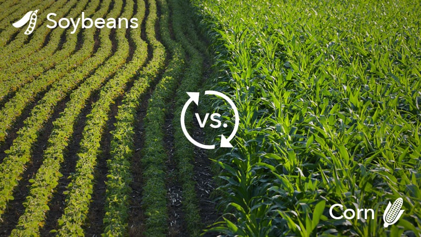 soybeans-vs-corn-image.jpg