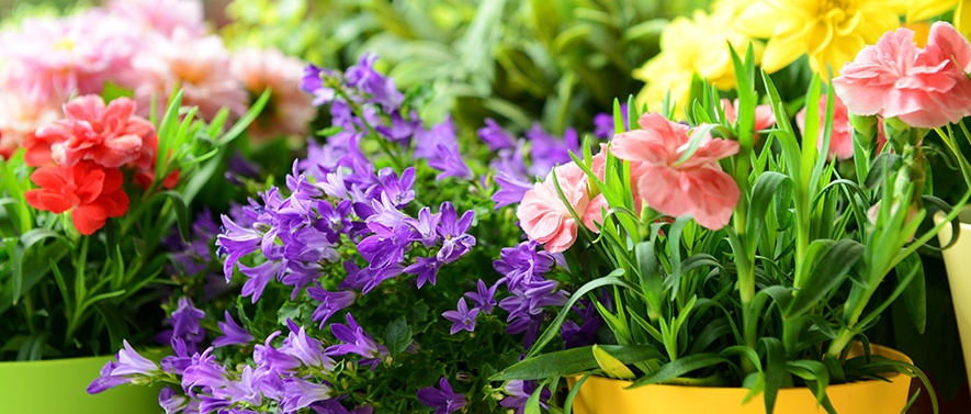 mothersdayflowers_ac2018.jpg