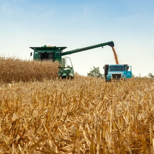combine harvesting corn